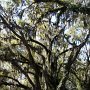 <p align=left>C'est bien beau des palmiers, c'est peut-être plus propre (pas de feuilles par terre à ramasser et qui tuent le gazon), mais les "Oak Live" aussi, sont très beaux, tellement majestueux et facilement reconnaissables par leurs longues branches et la mousse espagnole qui n'a d'espagnol que le nom.